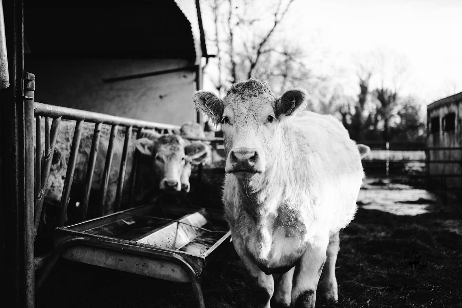 Farm Animals- Services Farm Animals- Services