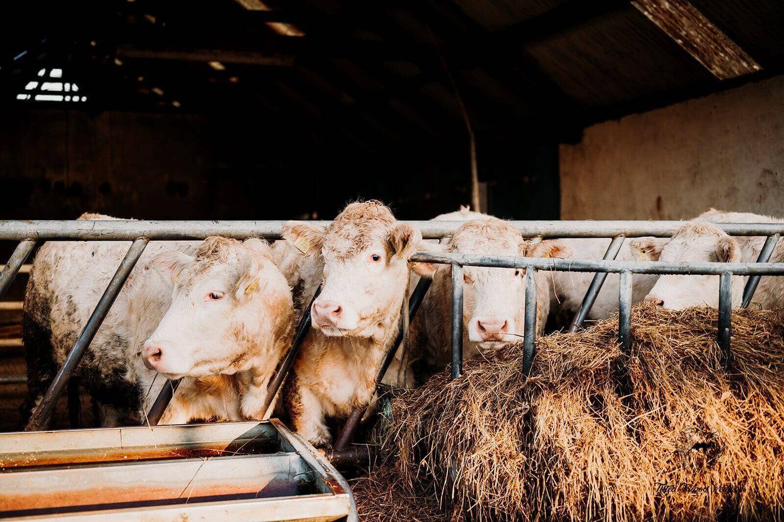 Herd health services Herd health services