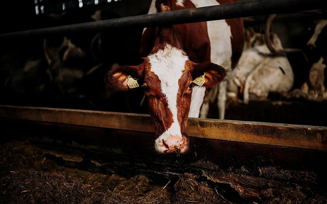 Pica-why are my cows eating stones?