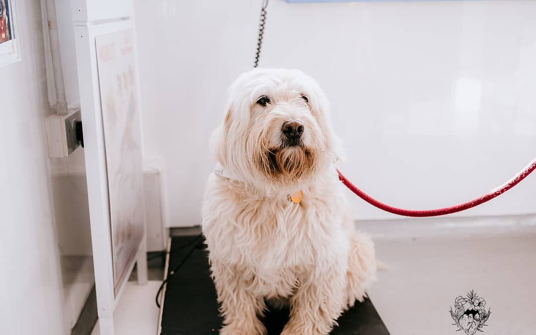 Microchipping