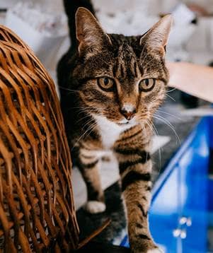 Common cat conditions
