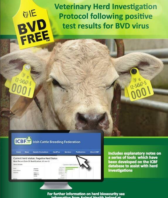 BVD