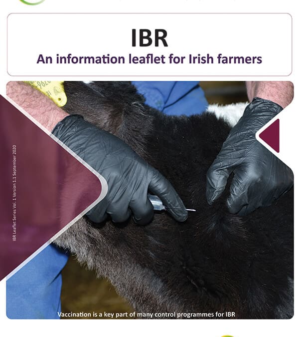 IBR