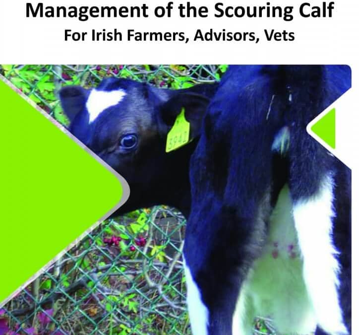 CalfCare