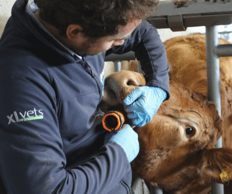 factsheets-killaloe-vets